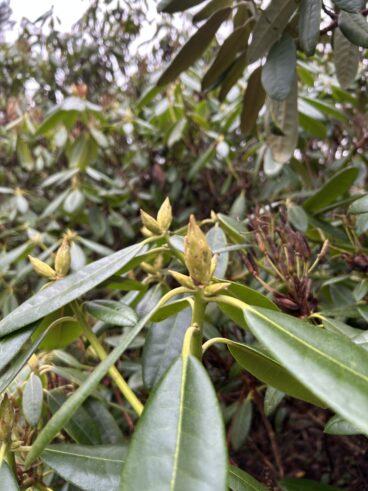 Syksyllä valmiina kukintaan (iso nuppu)  ja uusien lehtien kasvattamiseen (pienet kapeat).