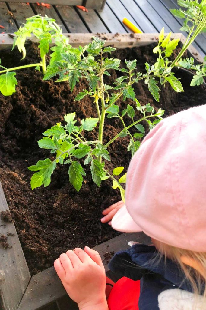 Nuori apuri istuttamassa kasvin taimea istutuslaatikkoon.