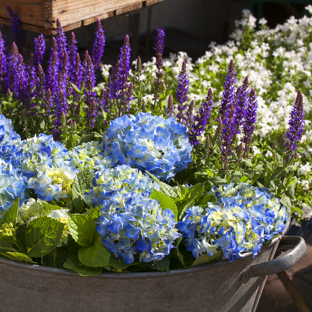Sininen hortensia ja laventelinkukkia