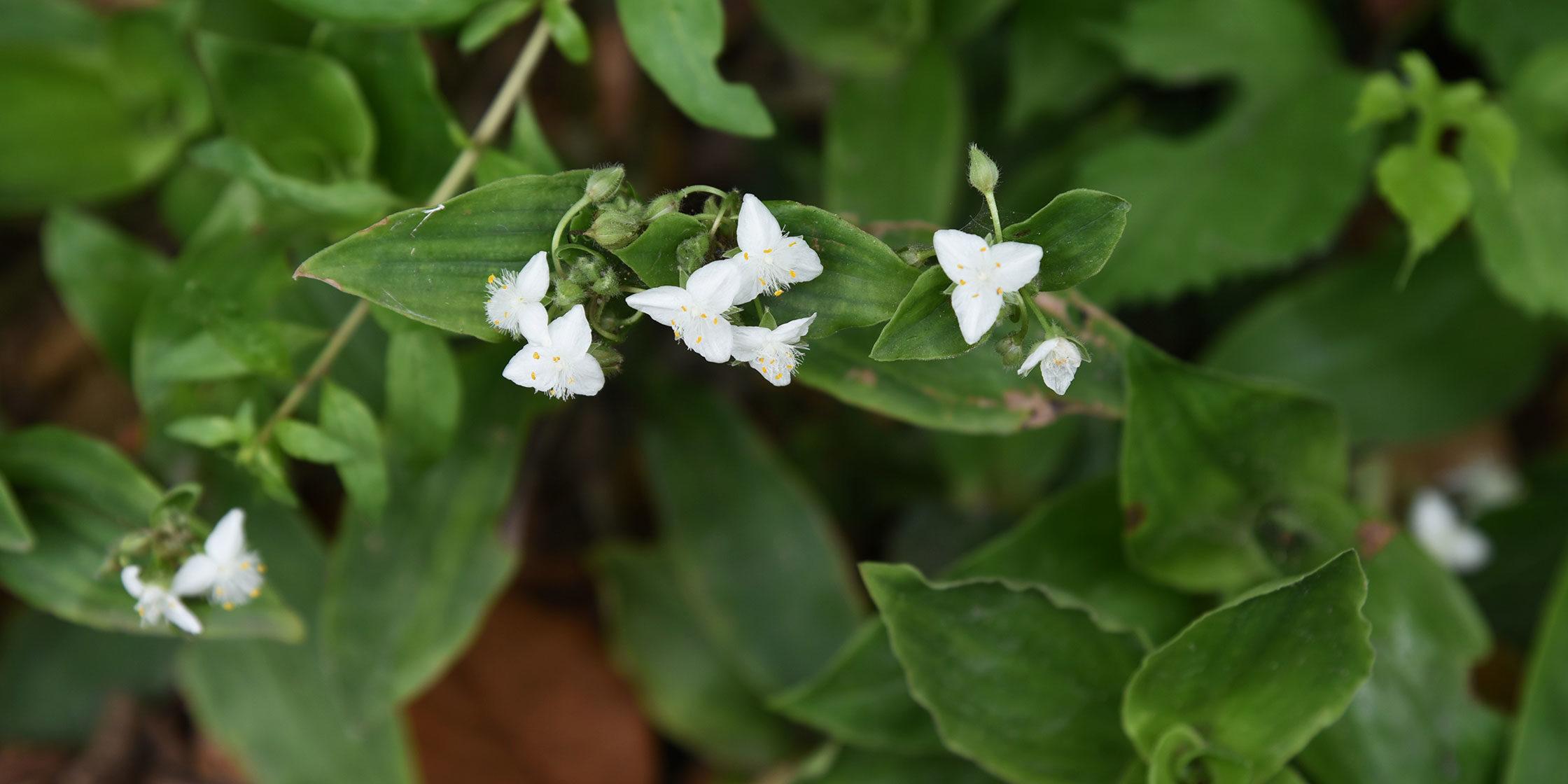 Rionjuoru (Brasilianjuoru) GreenCare