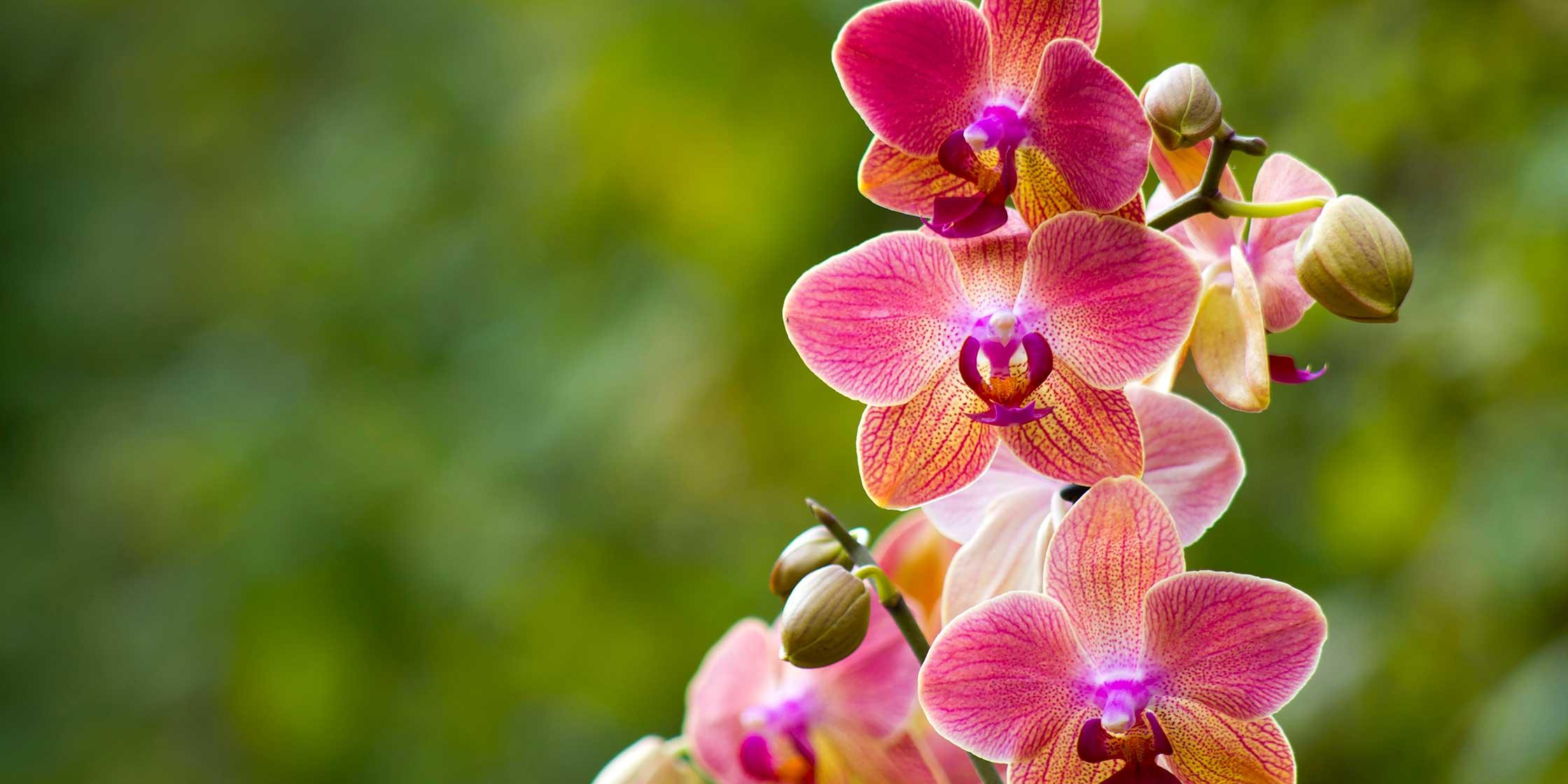 perhosorkidea eli phalaenopsis