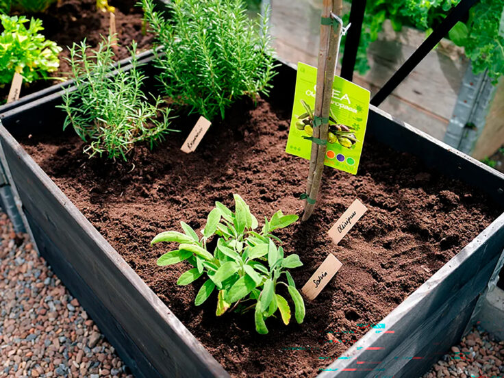 Tummaan puiseen viljelylaatikkoon istutettu rosmariinia, salviaa ja oliivipuu tuoreeseen multaan puukylteillä merkittynä.