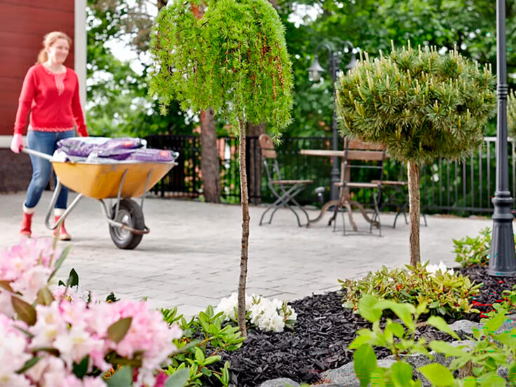 Nainen työntää kottikärryissä multasäkkejä kivetyllä pihalla, etualalla kukkivat alppiruusut ja koristekasvit kuorikatteella.