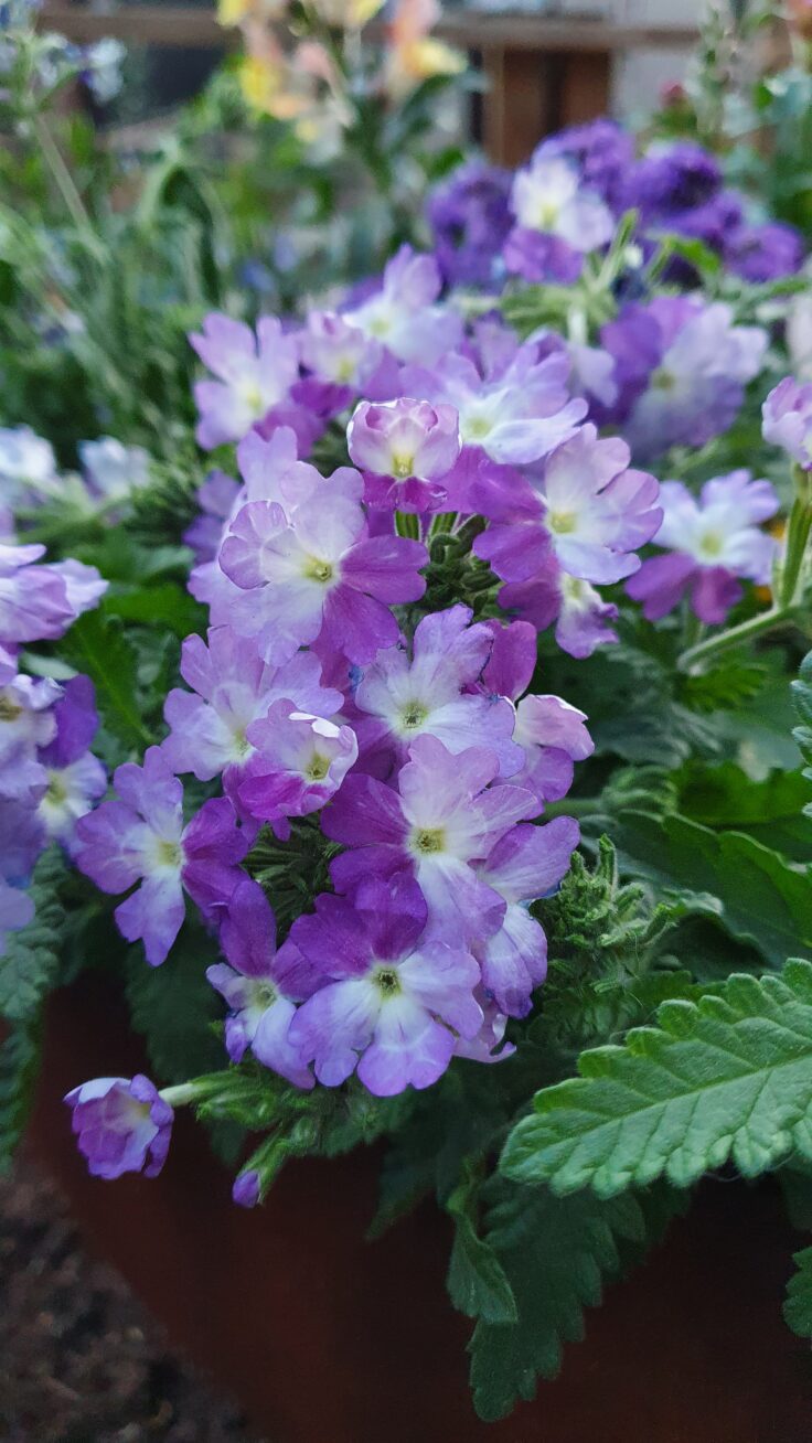 Violetit ja vaaleanliilat verbeenat kukkivat ruukussa siirtolapuutarhan terassin vierustalla.