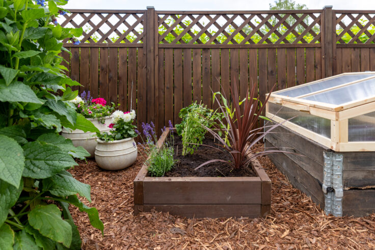 Siirtolapuutarhapalstan nurkkaus, jossa tumma puinen korotettu kasvatuslaatikko yrttien ja punaisen koristeheinän taimilla, vaaleat keraamset kukkaruukut ja lasikantinen kasvatuslaatikko kuorikatteen päällä.