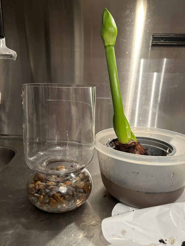 Amaryllis (hippeastrum) istutetaan veteen lasimaljakossa