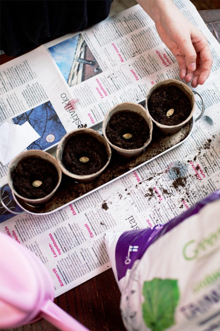 B1 Taimimulta sopii ruukunvaihtoon